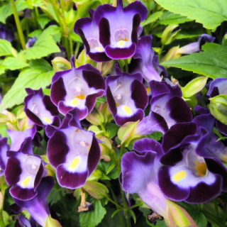 Torenia-Summery Love(Violet) From Known You Seed (India)